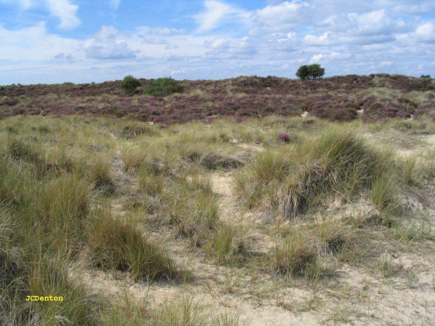 Wrzosowiska w pobliżu Studland.