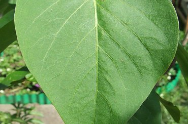 13 V 2007 Działka- serce :) #ZBliska #działka