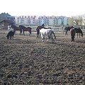 Stadnina koni koło Derb na Białołęce. #zwierzęta