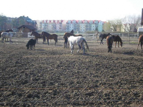 Stadnina koni koło Derb na Białołęce. #zwierzęta