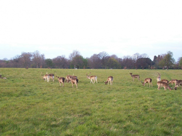 Phoenix Park-największy park miejski w Europie #Dublin