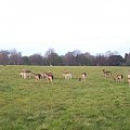 Phoenix Park-największy park miejski w Europie #Dublin