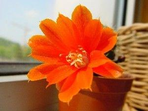 Rebutia