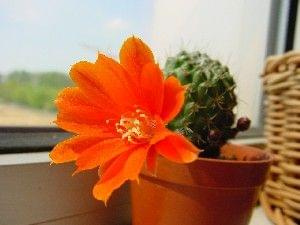 Rebutia