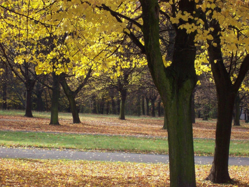 park w chorzowie 2004 #park #jesień #kolory #liście #drzewa #PolskaJesień