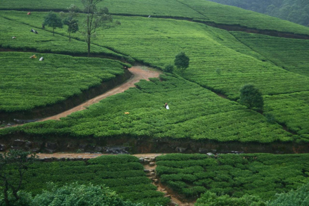 Pola herbaty - Sri Lanka #SriLanka