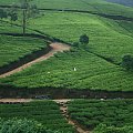 Pola herbaty - Sri Lanka #SriLanka