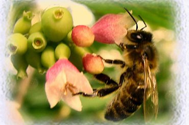 #owady #pszczoły #muchy