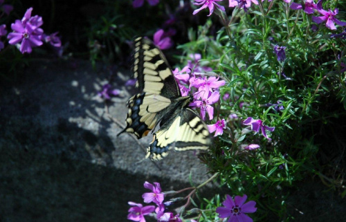 Butterfly:]