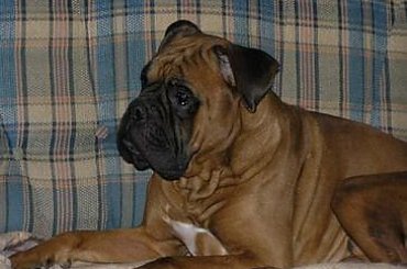 #Alex #pies #bokser #zwierzak #przyjaciel