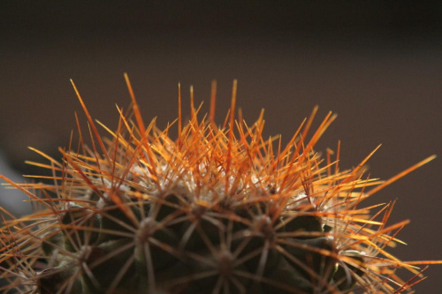 gymnocactus horripilus f. goldi [by lula lu] #kaktus #meksyk #kwiat #turbinicarpus