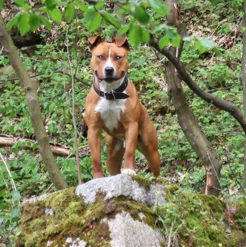 lemonek nad wodospadem