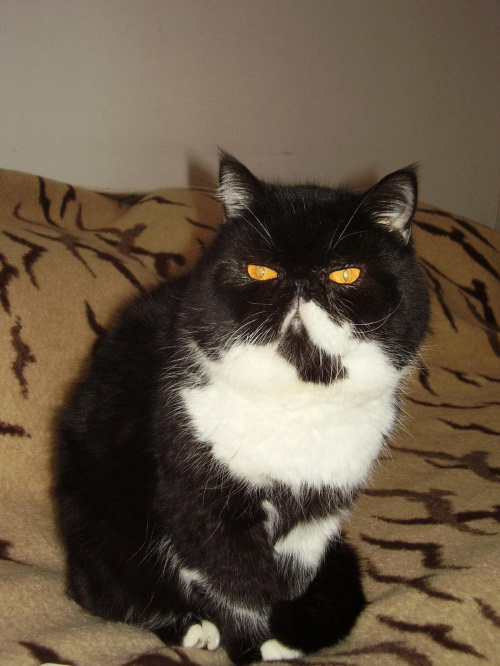 Mefistofeles - kot egzotyczny i arystokratyczny i wielce dostojny.