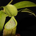 Nepenthes tobaica