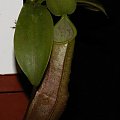 Nepenthes tobaica