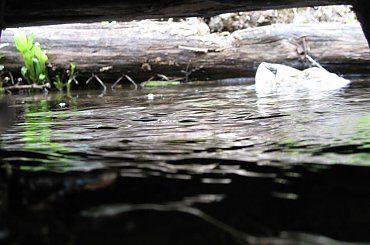 #jezioro #las #OkoliceOlsztyna #warmia #mazury #PunktWidokowy #rzeka #trawa #zieleń #pola #rola