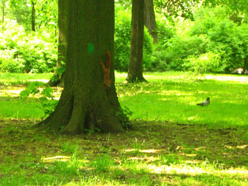igraszki trzech wiewiórek (czwarta niestety uciekła z kadru) #wiewiórka #park