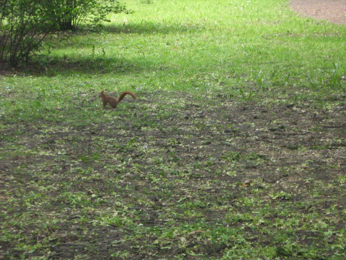 wiewióreczka
16.05.2007 #wiewiórka #park #zwierze