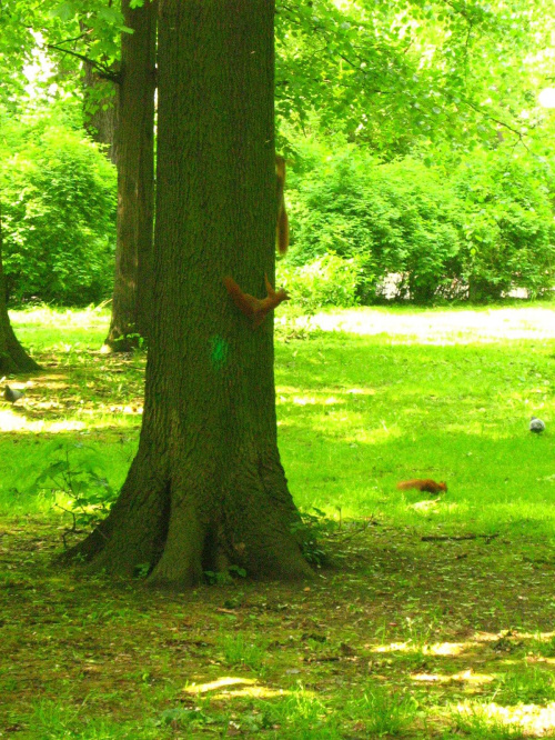 szaleństwo rudej trójeczki
17.05.2007 #wiewiórka #park