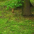 wiewióreczka
16.05.2007 #wiewiórka #park #zwierze