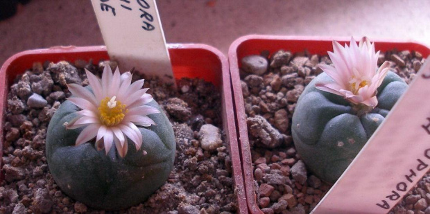 dwie kwitnące lophophora koehresii -znamy się krótko #kaktus #kwiat #meksyk #lophophora #pejotl #peyote