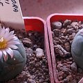 dwie kwitnące lophophora koehresii -znamy się krótko #kaktus #kwiat #meksyk #lophophora #pejotl #peyote