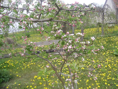 Aktualnie kwitną 18 maja