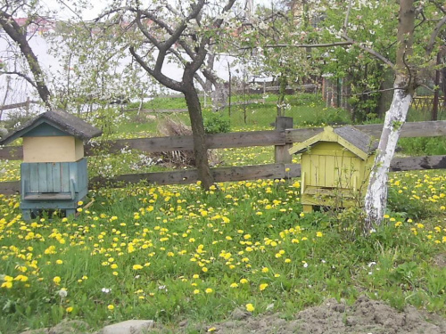 Aktualnie kwitną 18 maja
