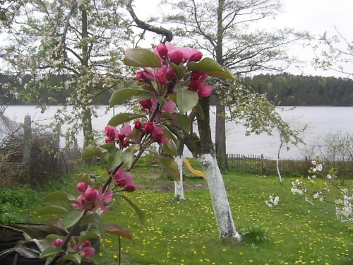 Aktualnie kwitną 18 maja