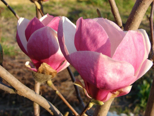 magnolia