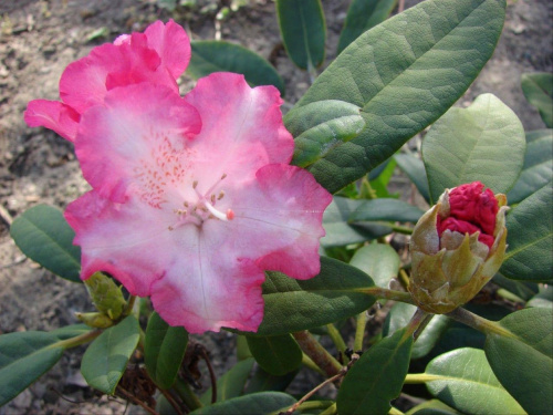 rododendron 5