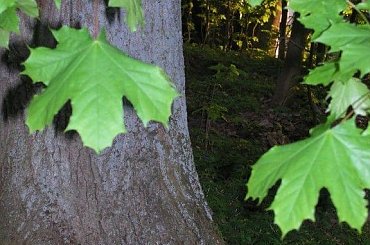 #Przyroda #natura #nature #DerNatur #drzewa #tree #DerHund