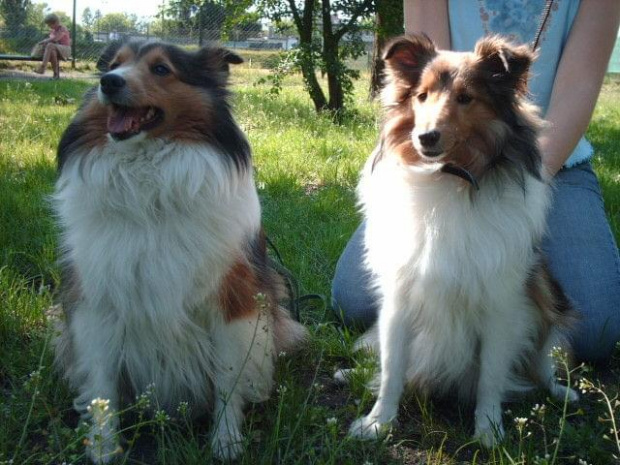 Bella i Lassie