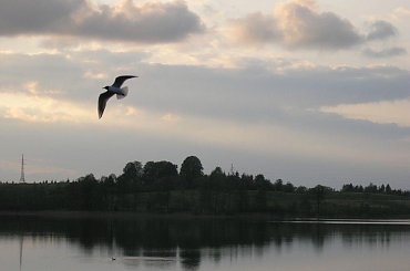#Przyroda #natura #nature #DerNatur #ZachódSłońca #sunset #DerSonnenuntergang #drzewa #tree #DerHund #jezioro #lake #DerSee