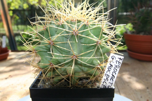 Ferocactus Glaucescens RS-677
P. H. Zimap n, Hiadalgo, Mexico