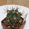 Ferocactus Recurvus GM-524