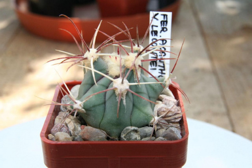 Ferocactus Cylindraceus var. Lecontei RS-998
Sonoyta, Sonora, Mexico