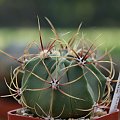 Ferocactus Histrix RS-1027
El Vergel, Guanajuato, Mexico