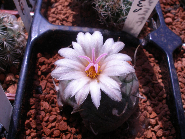 turbinicarpus polaski #kaktus #kwiat #meksyk #turbinicarpus