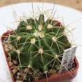 Ferocactus Echidne var. victoriensis PP-579
Aramberri, Nuevo Leon, Mexico