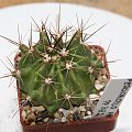 Ferocactus Histrix PP-382
Jalpan, Tamaulipas, Mexico