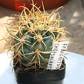 Ferocactus Chrysacanthus MH-202a