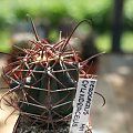 Ferocactus Cylindraceus MH-151