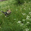 W trawie #pies #Pika #kundelek #spacer #trawa
