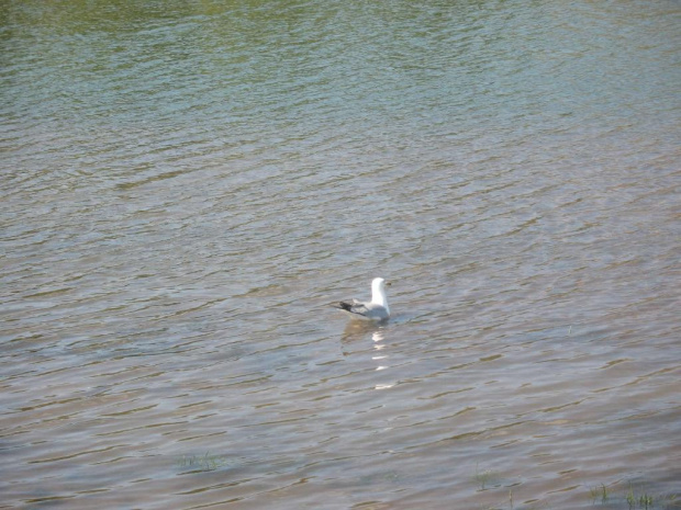 Rotary Park, Whitecourt, May 2007