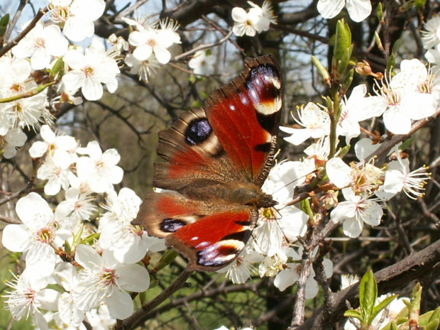 motyl na kwitnącej wiśni