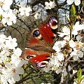 motyl na kwitnącej wiśni