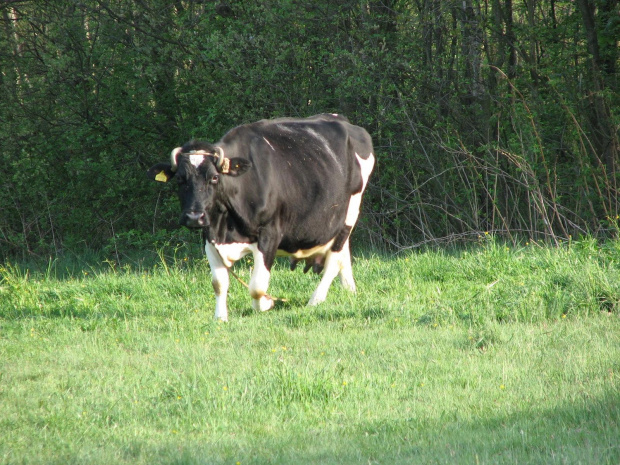 Działkowa Majówka