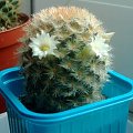 Mammillaria carmenae