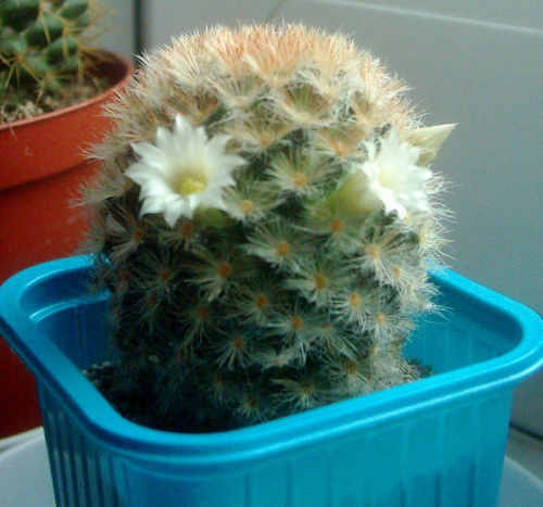 Mammillaria carmenae